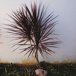 Plants growing on field