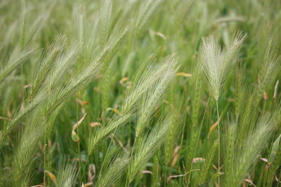 Close-up of wheat growing on field