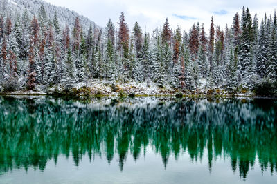 Panoramic view of pine trees in lake against sky