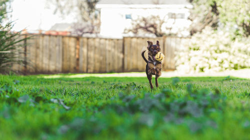 Dog running on field