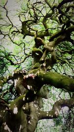 Low angle view of tree in forest