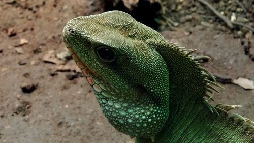 Close-up of lizard