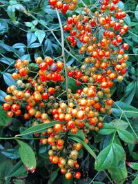 Low angle view of fruits on tree