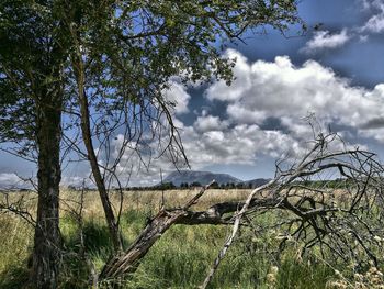 Bare trees on landscape against sky