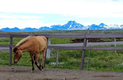 Horse standing on field against mountain range