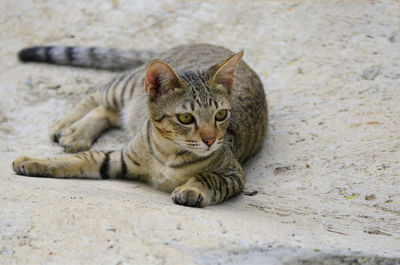 Portrait of cat resting