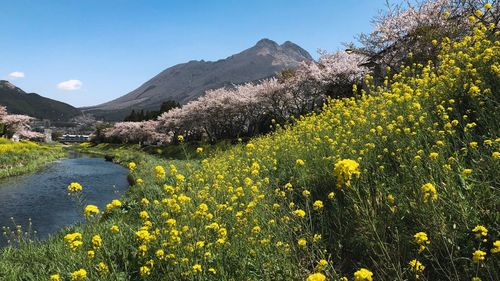 Yellow flowering plants on field against sky