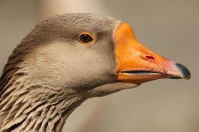 Close-up of goose head