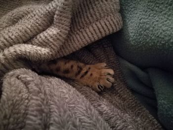 High angle view of cat relaxing on bed