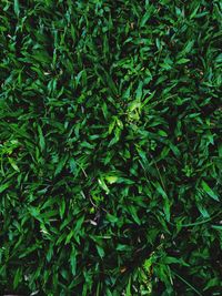 Full frame shot of fresh green plants