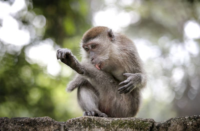 Close-up portrait of monkey in the forest.