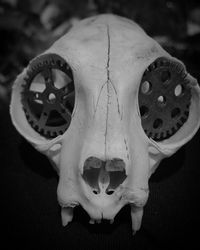 Close-up of animal skull