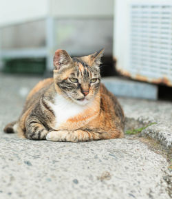 Cat sitting on footpath