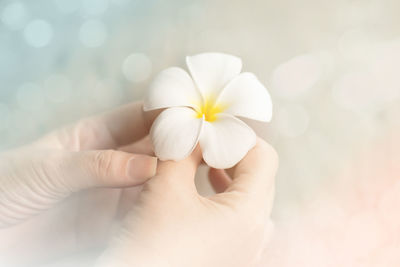 Close-up of hand holding white flower