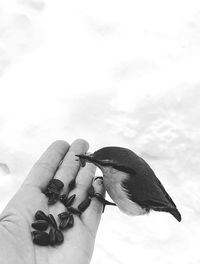 Midsection of person with bird against sky