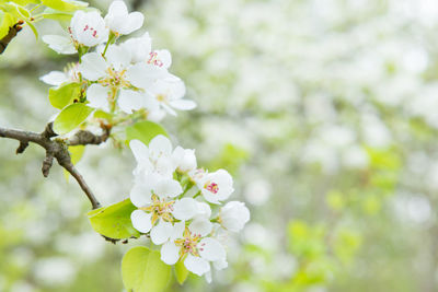 Close-up of white cherry blossom tree