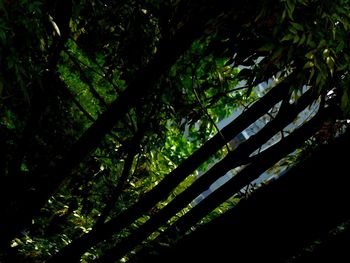 Low angle view of tree in forest