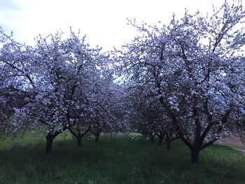 Trees growing on field