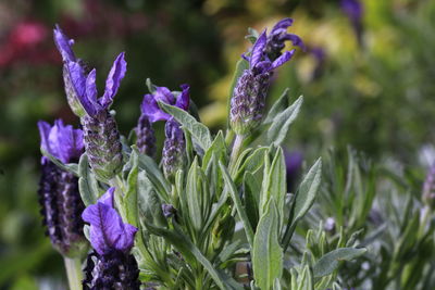 Close-up of purplepurple lavender flowering plant 