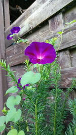 Close-up of pink flowering plant