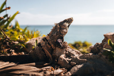 Close-up of iguana on rock