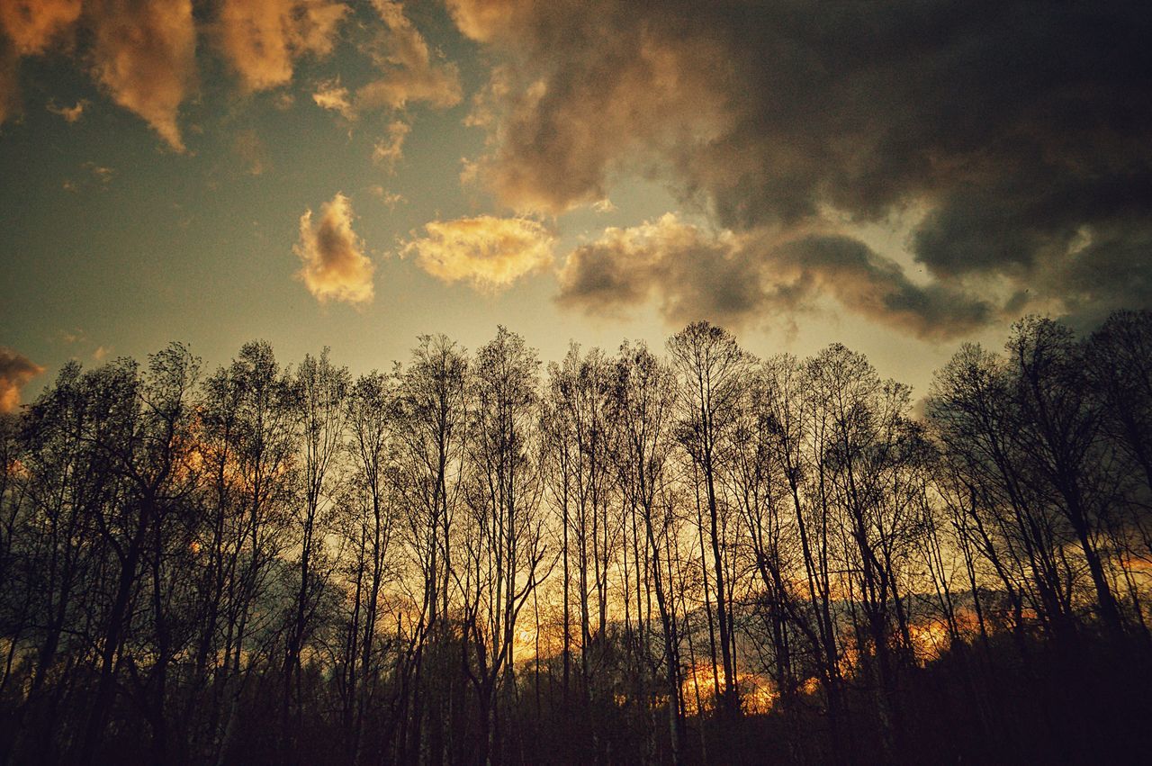 silhouette, sunset, tranquility, tranquil scene, sky, tree, beauty in nature, scenics, nature, cloud - sky, idyllic, growth, landscape, cloud, field, orange color, outdoors, low angle view, non-urban scene, dramatic sky