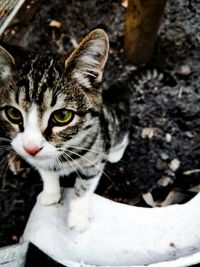 High angle portrait of cat