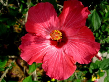 Close-up of red hibiscus