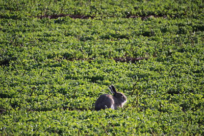 Cat on field