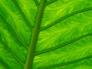 Full frame shot of green leaves