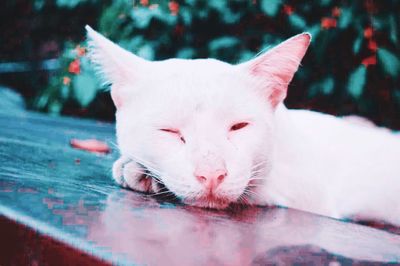 Close-up of a cat