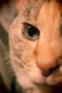 Close-up portrait of dog