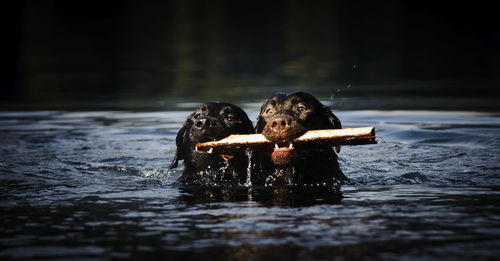 Labrador retrievers carrying stick in mouth while swimming in lake
