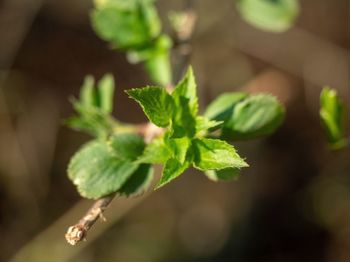 Close-up of fresh green leaves