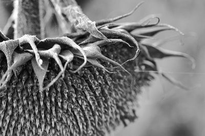 Close-up of dry leaf on rope