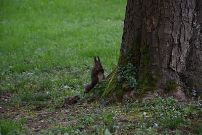 Squirrel on tree trunk