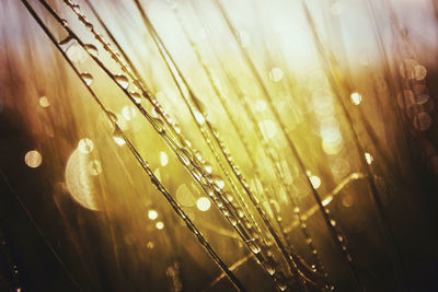 Close-up of wet plants