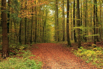 Trees in forest