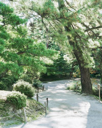 Road amidst trees and plants