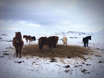 Horses on snow covered landscape