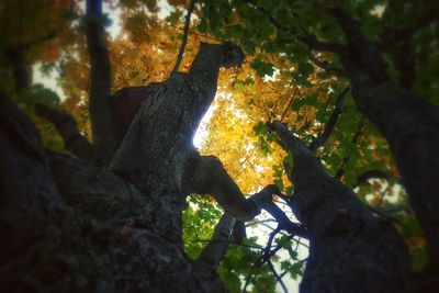 Close-up of tree trunk in forest