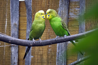 Close-up of parrot perching on wood