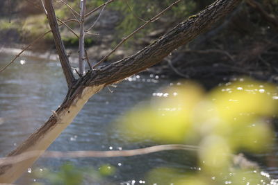 Close-up of wet tree branch