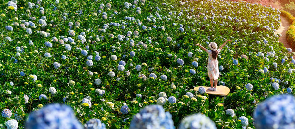 High angle view of white flowering plants on field