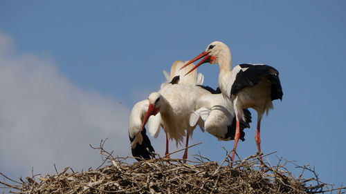 Posing stork during mating season in nest