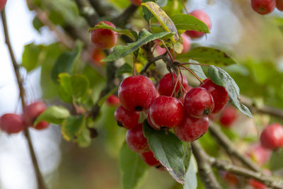 Close-up of red berries growing on plant