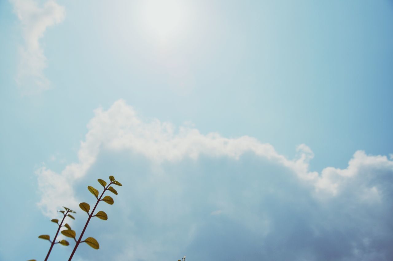 low angle view, sky, cloud - sky, blue, beauty in nature, tranquility, nature, cloud, scenics, cloudy, tranquil scene, sunlight, day, outdoors, no people, sun, sunbeam, cloudscape, idyllic, sky only