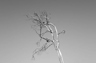 Low angle view of bare trees against clear sky