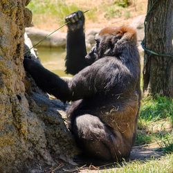 Close-up of chimpanzee sitting and fishing for ants on field