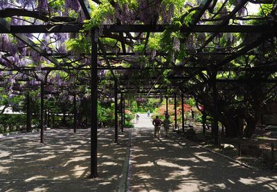 View of trees in park